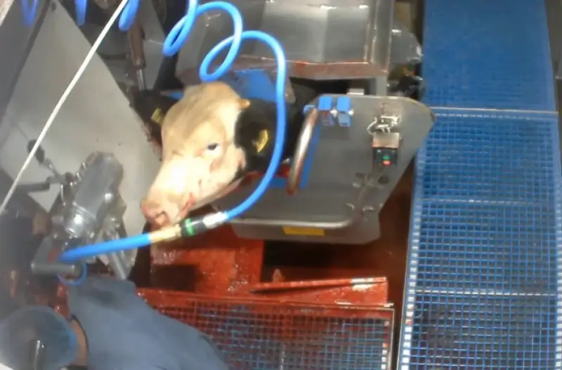 Schokkende beelden: Animal Rights toont gruwelijke toestanden in Hasselts slachthuis