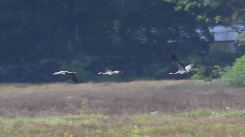 Zeldzame kraanvogels geboren in de Vallei van de Zwarte Beek