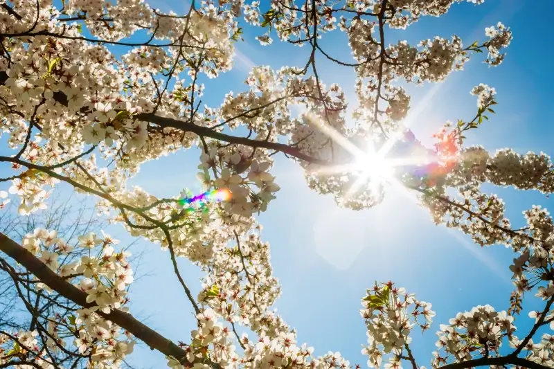 Volop lenteweer: zonnig en tot 22 graden in Limburg