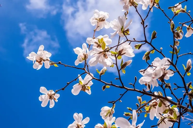 Lenteweer houdt aan: donderdag 20 graden!