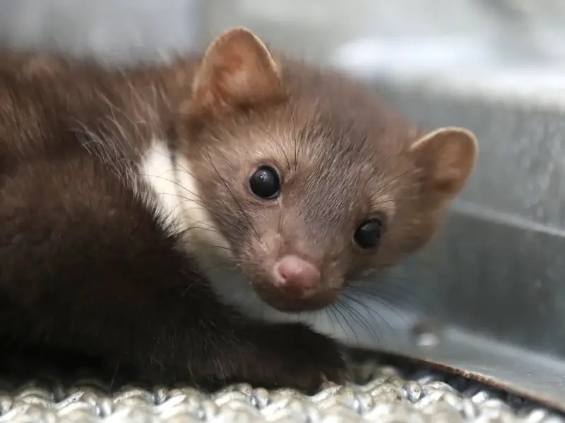 Natuurhulpcentrum waarschuwt voor piek in aantal steenmarters