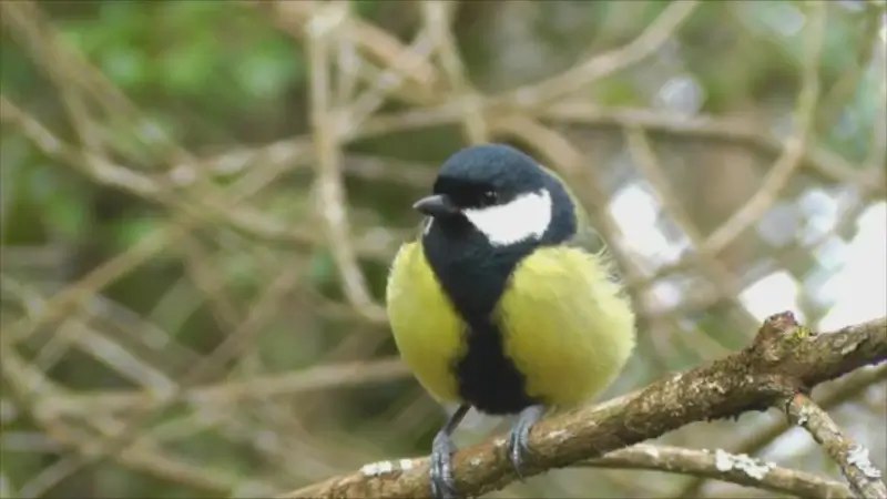 Klein vogeltje wordt nieuw wapen in strijd tegen processierups