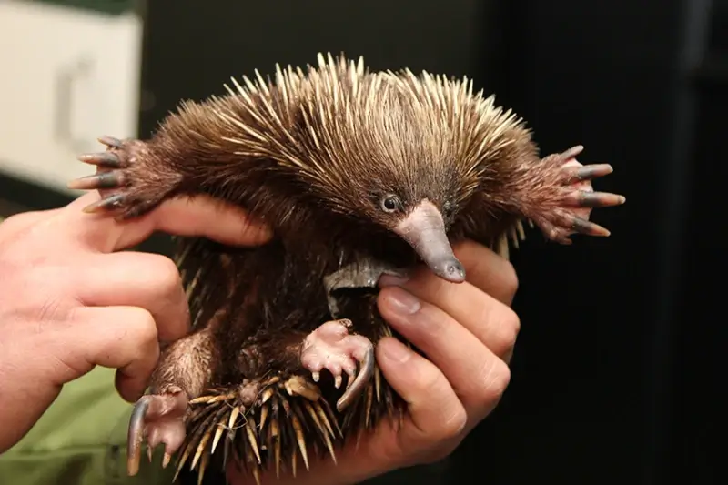 Natuurhulpcentrum vangt 11 exotische dieren op uit Jakarta