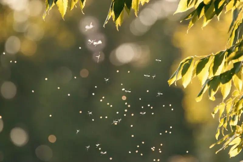 Zet je schrap: veel muggen verwacht deze zomer