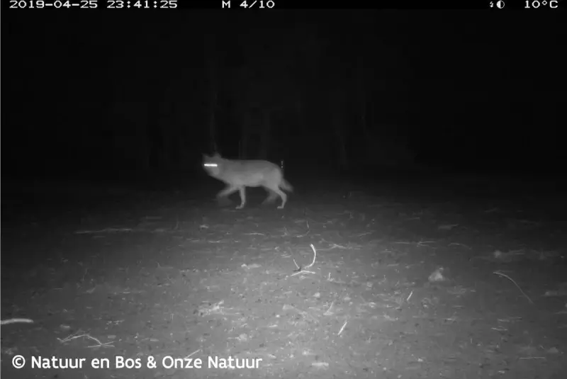 Sil Janssen van Natuurhulpcentrum: “100 procent zeker dat Naya is doodgeschoten”