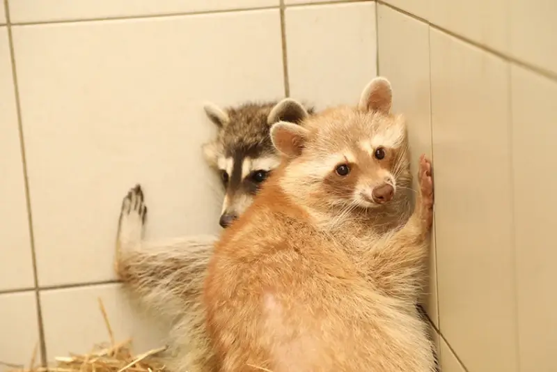 Natuurhulpcentrum vangt exotische dieren op na inbeslagname bij handelaar