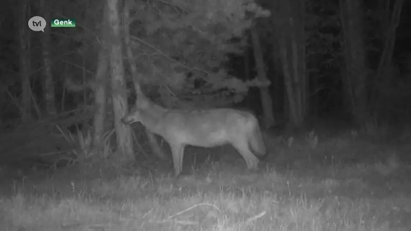 Quadrijders verstoren rust in wolvengebied