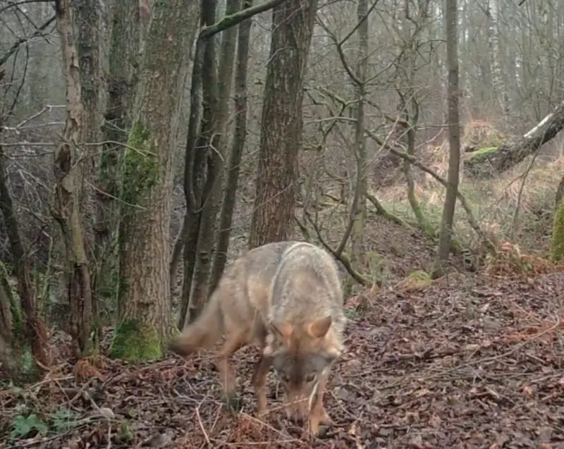 Bekijk hier de eerste beelden van wolvin Noëlla in het daglicht