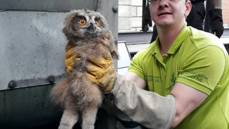 Natuurhulpcentrum plaatst jonge oehoe in pleeggezin in ENCI-groeve
