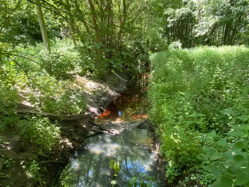 Oliespoor van wel tien meter lang in Simsebeek in Alken