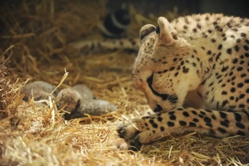 Vier pasgeboren jachtluipaarden gestorven in Olmense Zoo