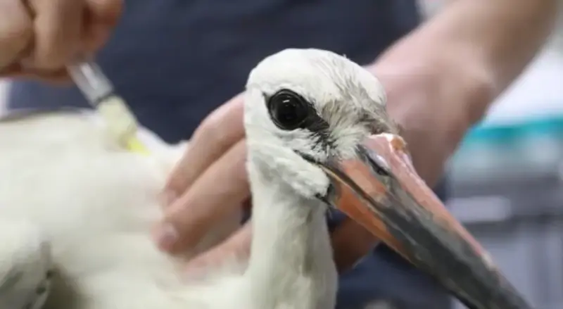 Natuurhulpcentrum kan gewonde ooievaar weer vrijlaten