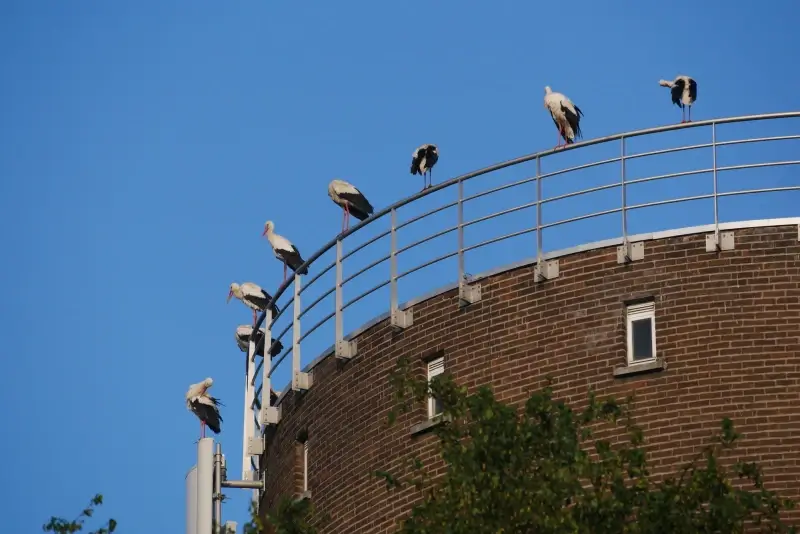 Groepje ooievaars gespot op de watertoren in Genk
