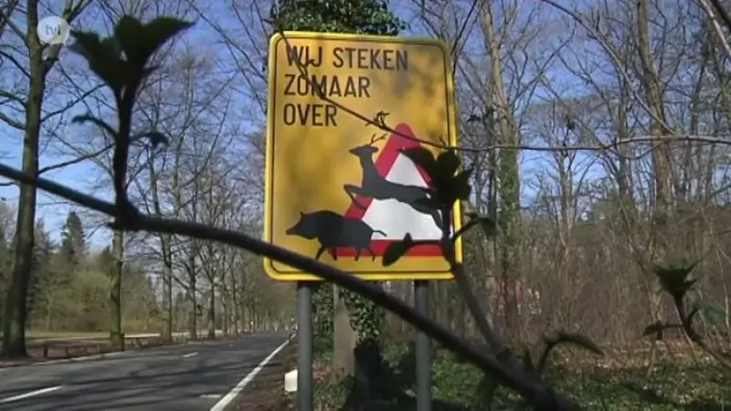 Slimme oversteekplaatsen voor wild moeten ongevallen terugdringen