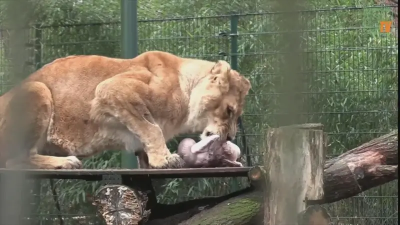 Leeuwen in Natuurhulpcentrum genieten van kerstkalkoen