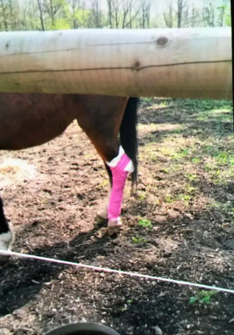 Familie everzwijnen teistert paarden in Diepenbeek