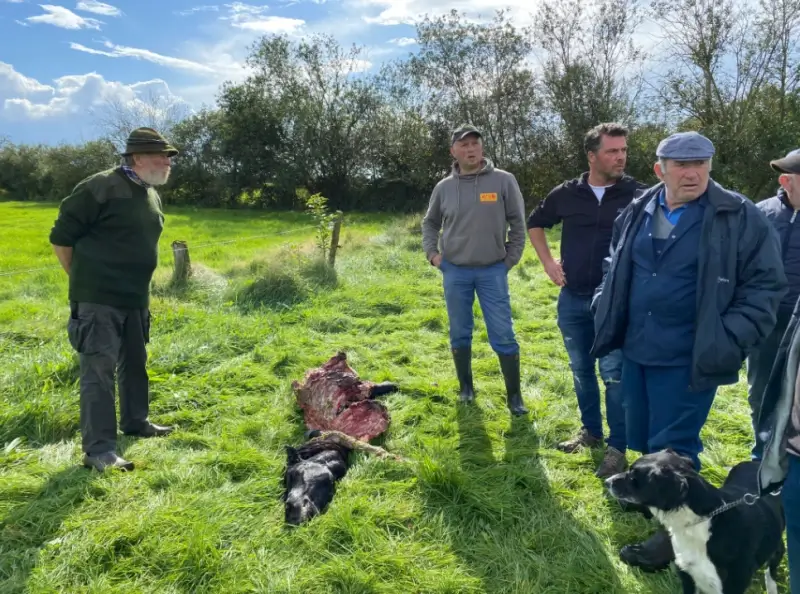 Wolf bijt opnieuw een pony dood in Meeuwen