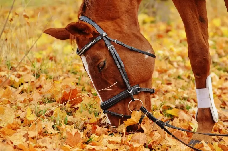 Beringen zet paarden in om bossen te beheren