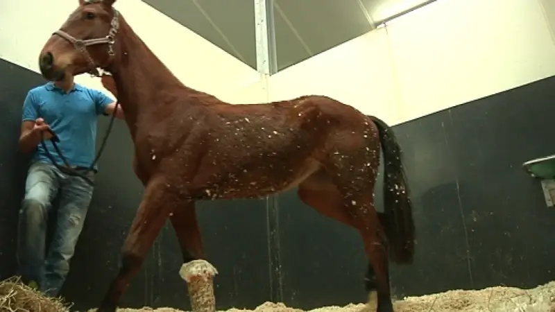 Politie zoekt getuigen in de zaak van de paardenbeul