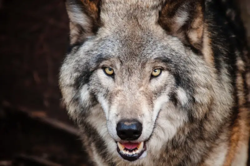 Met Infomarkt over de Wolf in Oudsbergen gaat ANB in gesprek met de burger