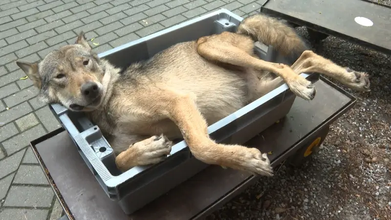 Zo verliep de autopsie van wolf August