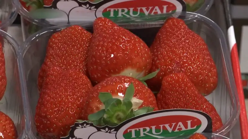Politie arresteert dieven die 2.000 euro uit Limburgse aardbeienautomaten stelen