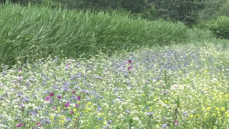 Limburgse landbouwers planten 190 hectare bloemenstroken aan