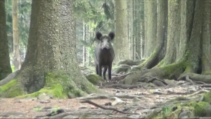 Natuur en Bos lanceert subsidie voor preventieve maatregelen everzwijnschade