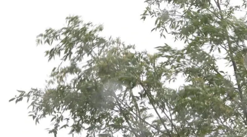 Code geel voor stormweer: Fietsen door de Bomen tijdelijk afgesloten