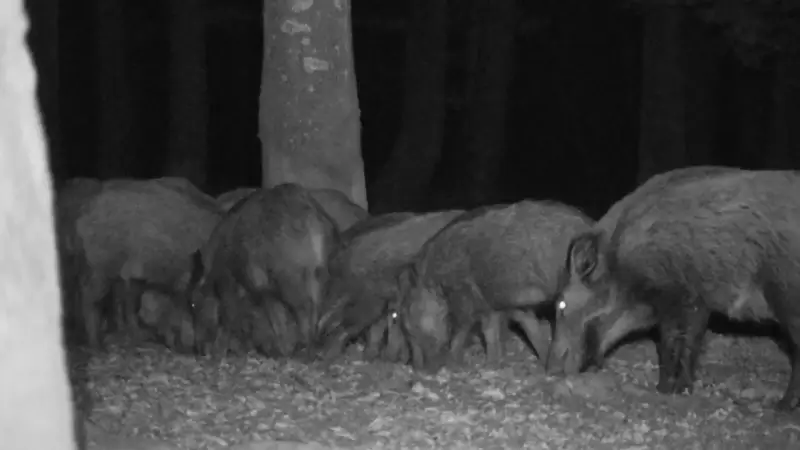 Natuur en Bos ondersteunt preventieve maatregelen voor everzwijnschade