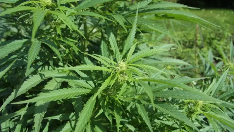 Brandweer ontdekt cannabisplantage in woning Houthalen-Helchteren