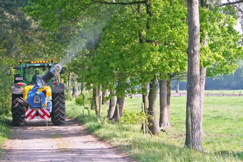 Overpelt start met preventieve verdelging van de processierups
