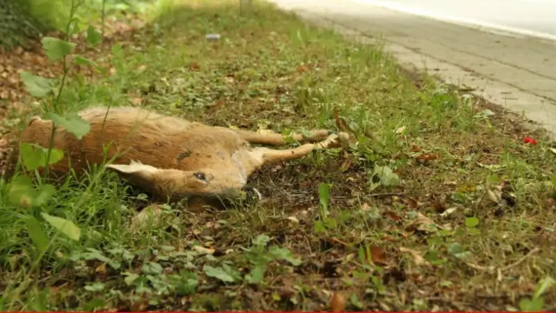 "Zomeruur verhoogt risico op aanrijdingen met overstekend wild"