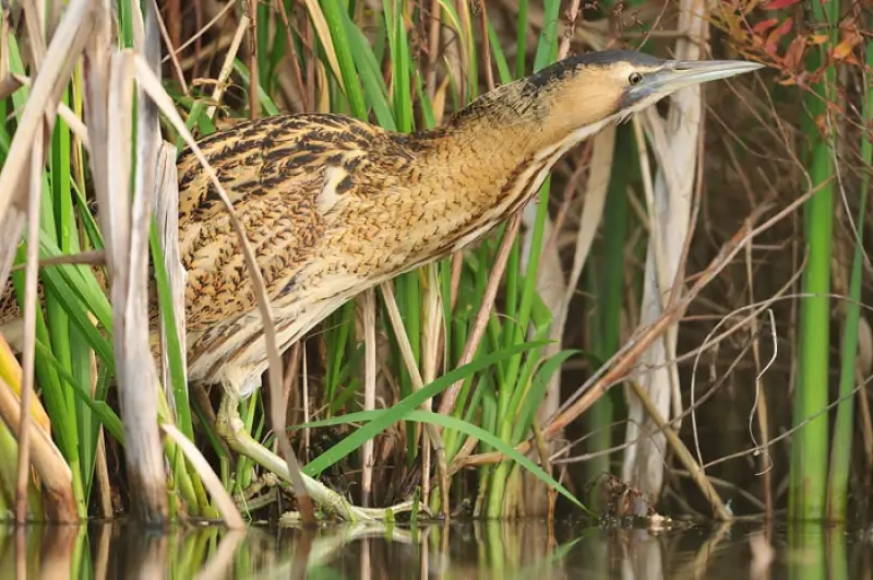 Natuur en Bos wil heivlinder, roerdomp en knoflookpad redden