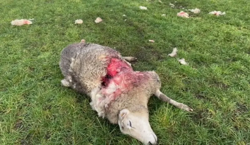 Wolf bijt schaap dood in correct omheinde weide in Houthalen