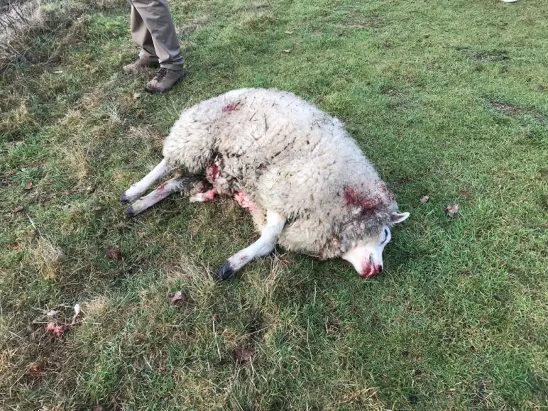 Vier schapen doodgebeten in Helchteren
