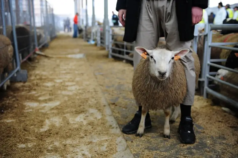Moslims zijn dit jaar niet verplicht om schaap te slachten
