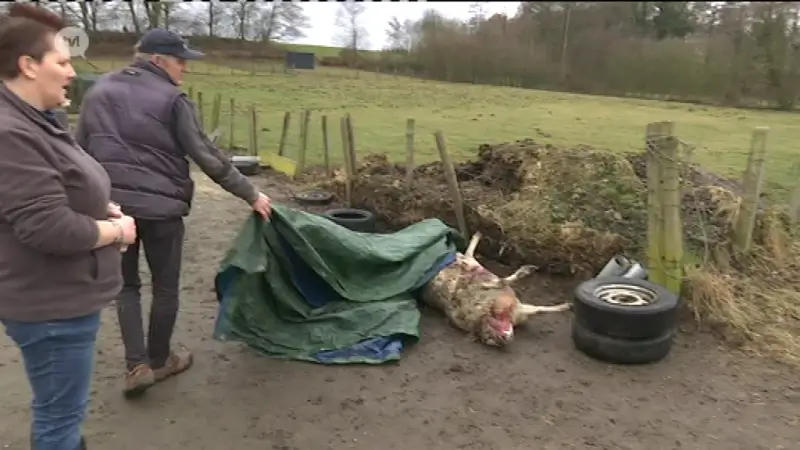 Getroffen schapenhouders krijgen sneller schadevergoeding na wolvenaanval