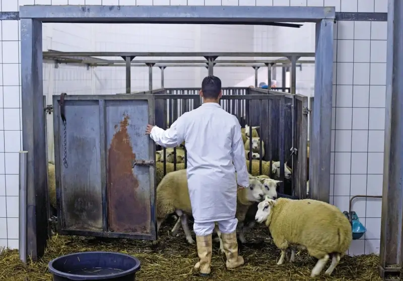 Schapenhouders trekken aan alarmbel na verbod op onverdoofd slachten