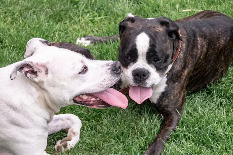 Politie CARMA neemt vier honden in beslag in Genk