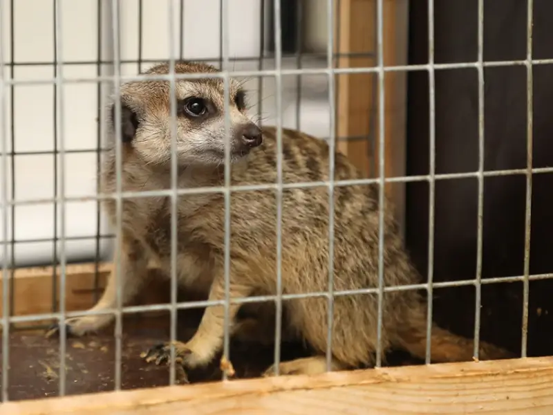 Medewerkers Natuurhulpcentrum vangen een stokstaartje