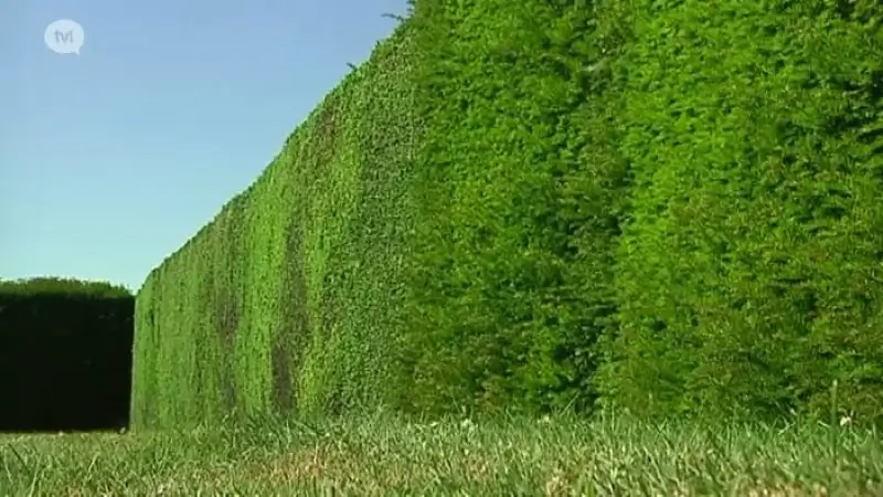 Dit jaar toch geen taxusinzameling via de recyclageparken
