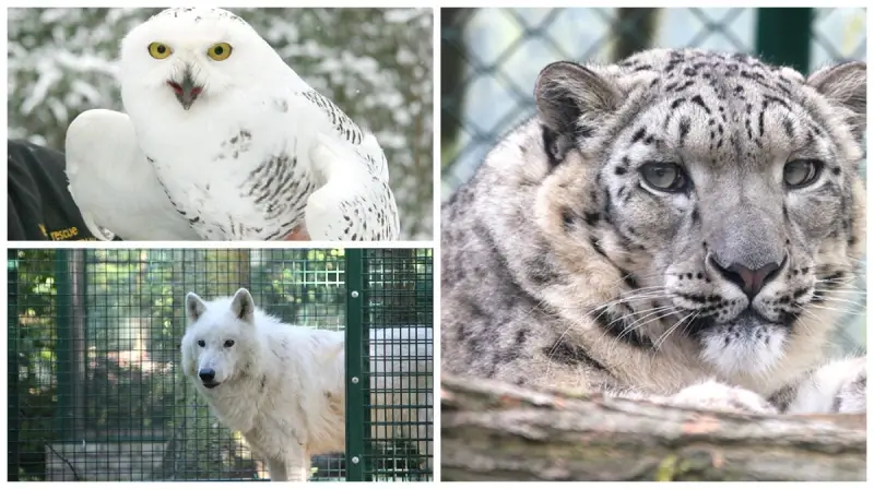 Deze dieren kunnen het best en het slechtst tegen de vrieskou