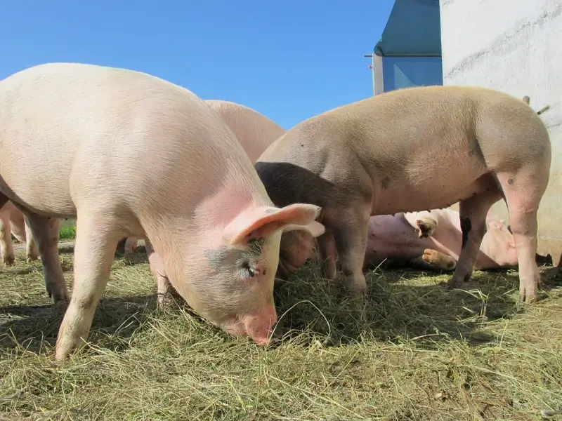 Nieuw ketenakkoord varkens onder voorwaarden