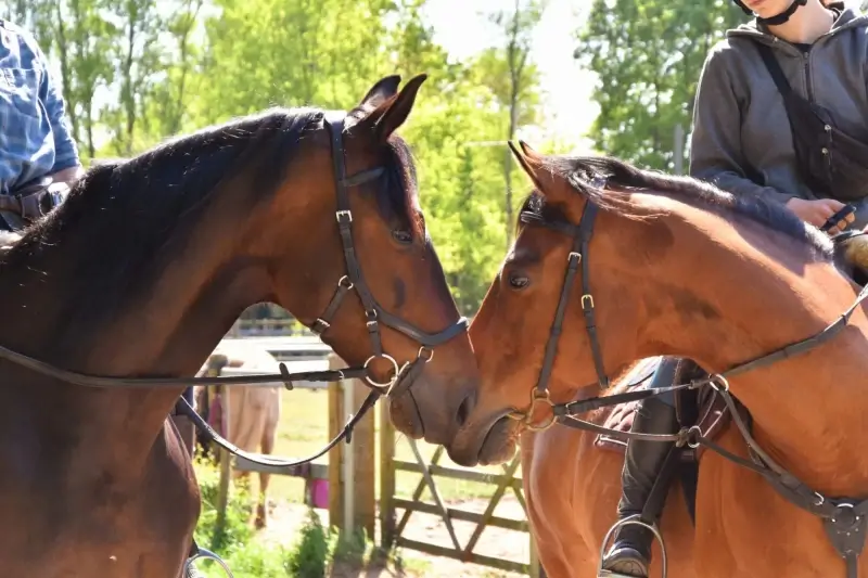 Stal 't Venhof behaalt het Equilabel
