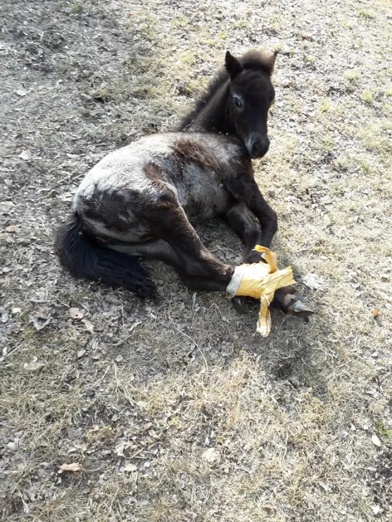 Dierenbeul tapet achterste poten van veulen aan elkaar