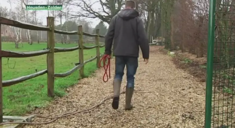 Politie neemt zes paarden in beslag in Helchteren