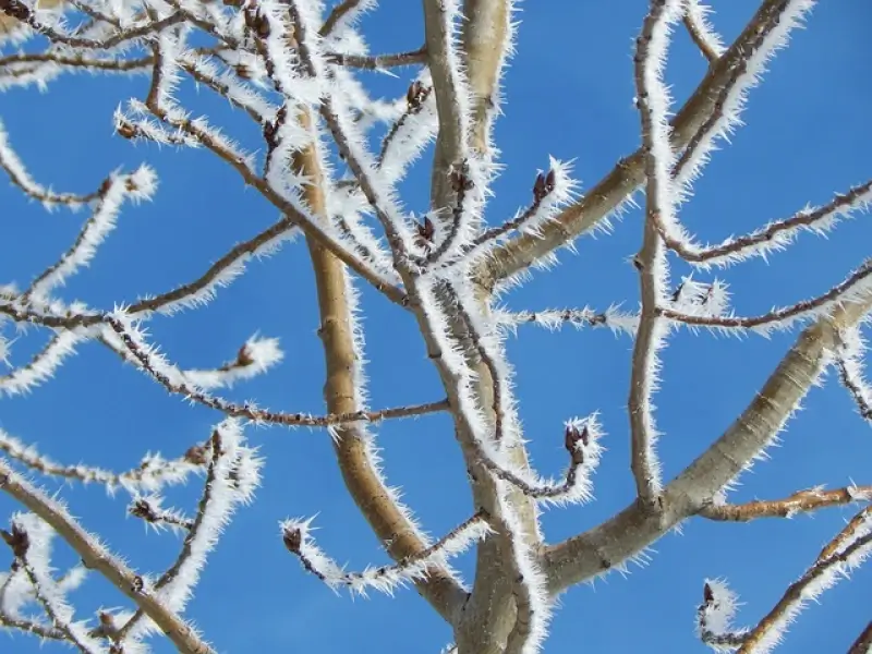 Gaat het vannacht weer vriezen?