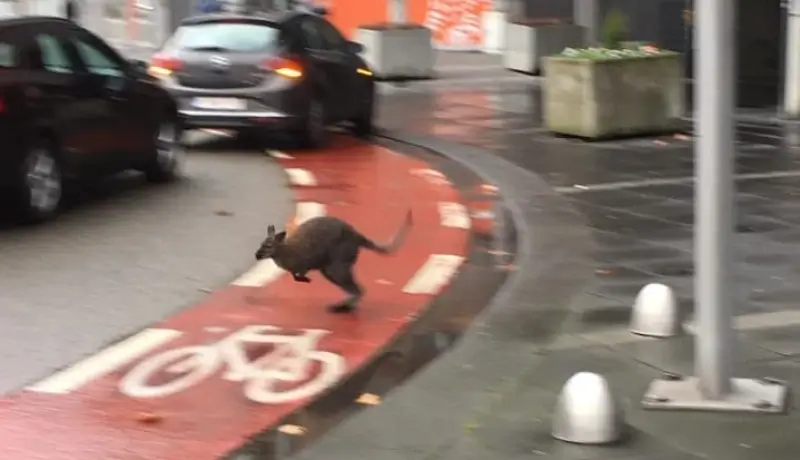 Ontsnapte wallaby twee uur lang op wandel in centrum van Genk