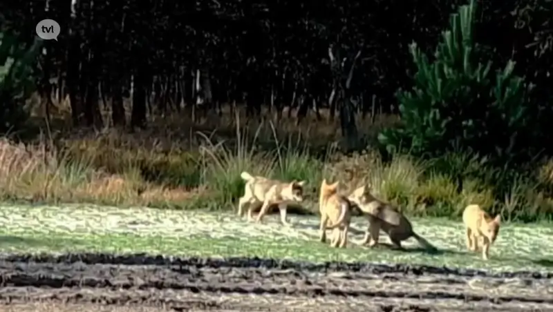 Minstens 10 wolven aanwezig in Limburg